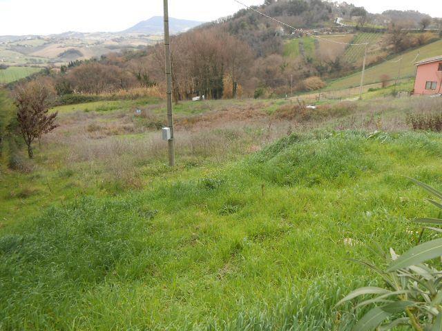 3546 - TERRENO AGRICOLO VENDITA FALCONARA MARITTIMA ZONA MONTESICURO - € 18.000 4